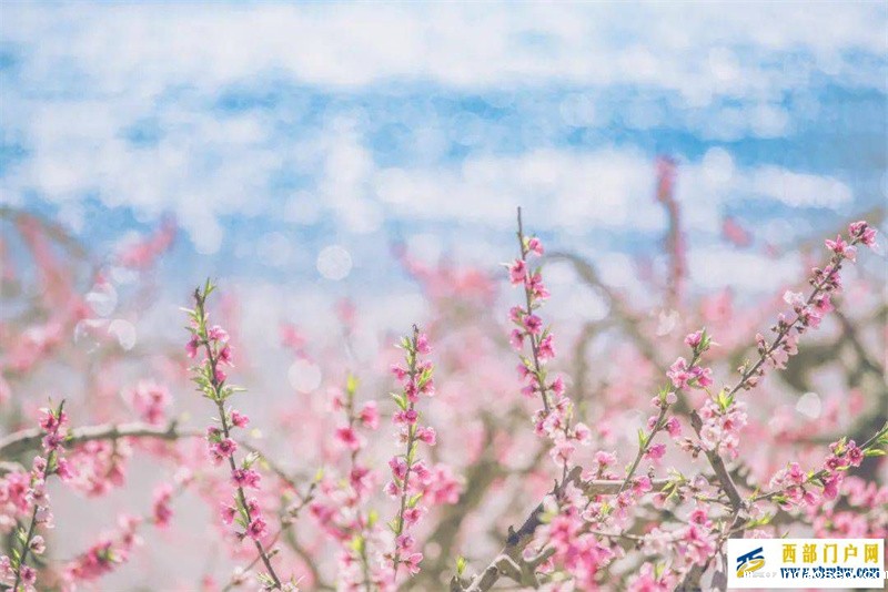 来过丽江,才知道丽江的春天有多美(图3) 来过丽江,才知道丽江的春天有多美(图3)