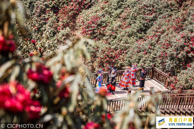 贵州毕节:杜鹃花开醉游人(图1) 贵州毕节:杜鹃花开醉游人(图1)