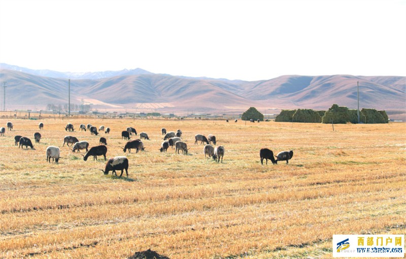 青海海南:强村富民的“同德路径”——同德县壮大村集体经济激发乡村振兴新动能(图2) 青海海南:强村富民的“同德路径”——同德县壮大村集体经济激发乡村振兴新动能(图2)