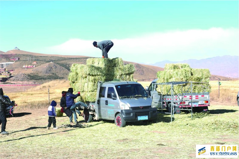 青海海南:强村富民的“同德路径”——同德县壮大村集体经济激发乡村振兴新动能(图3) 青海海南:强村富民的“同德路径”——同德县壮大村集体经济激发乡村振兴新动能(图3)