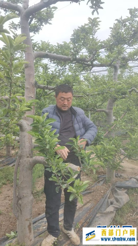 甘肃天水:昔日荒坡种“金果”(图2) 甘肃天水:昔日荒坡种“金果”(图2)