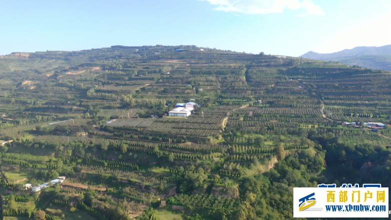 甘肃天水:昔日荒坡种“金果”(图3) 甘肃天水:昔日荒坡种“金果”(图3)