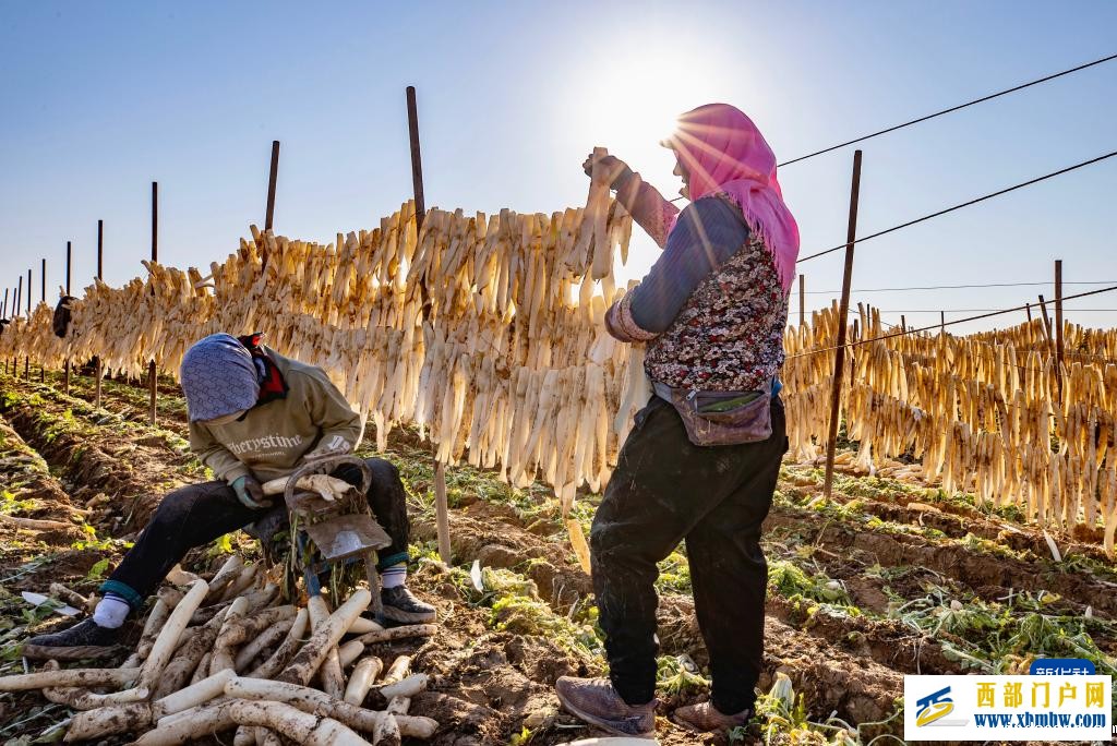 宁夏红寺堡萝卜丰收(图2) 宁夏红寺堡萝卜丰收(图2)