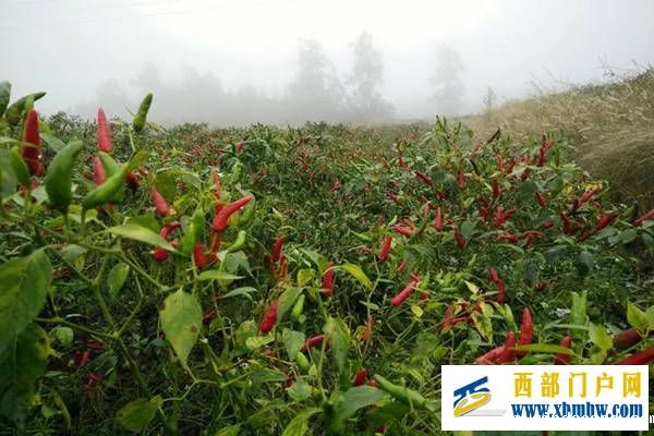 特产早知道——石柱辣椒(图1) 特产早知道——石柱辣椒(图1)