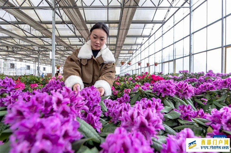 小寒将至农事忙