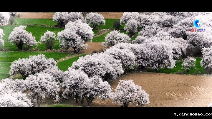 桃花映雪峰，这里是西藏波密！(图1)